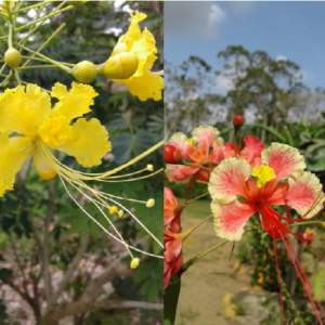 Caesalpinia pulcherrima - Barbados mix