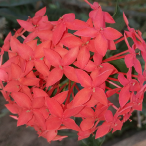 Ixora coccinea (Faja Lobi Dark Orange)