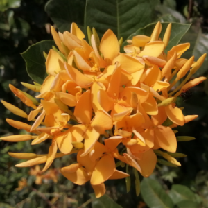 Ixora coccinea (Faja Lobi Orange)