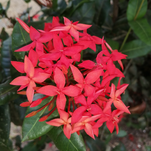 Ixora Coccinea Faja Lobi Flower