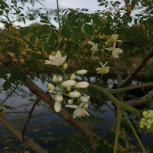 Moringa oleifera (Moringa tree)