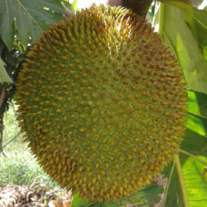 The Artocarpus Camansi (Breadnut)