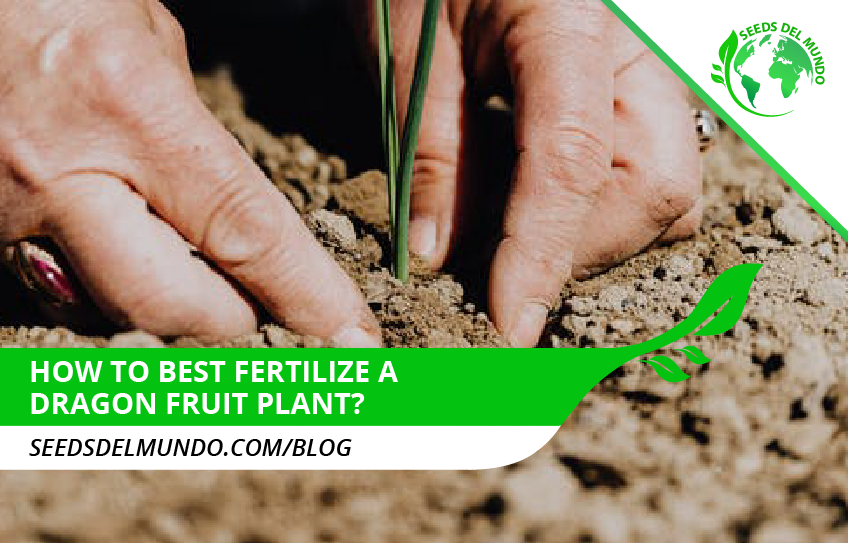 How to best fertilize a dragon fruit plant