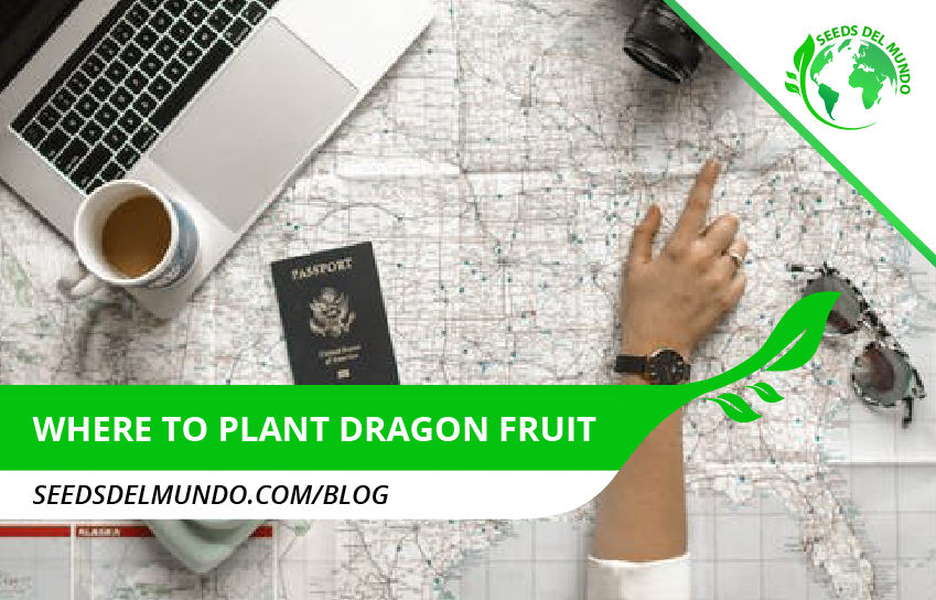 Where to plant dragon fruit