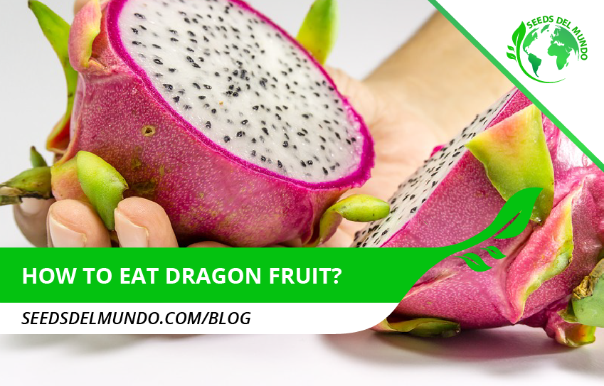 How to eat dragon fruit? - Tips! | Seeds del Mundo