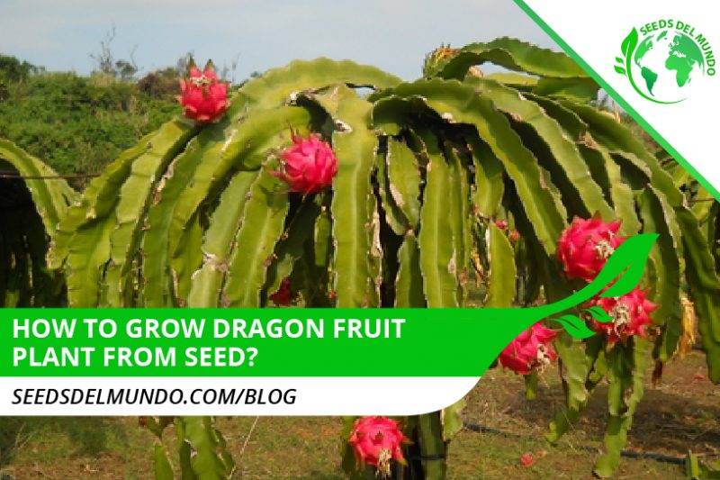 dragon-fruit-plant-from-seed