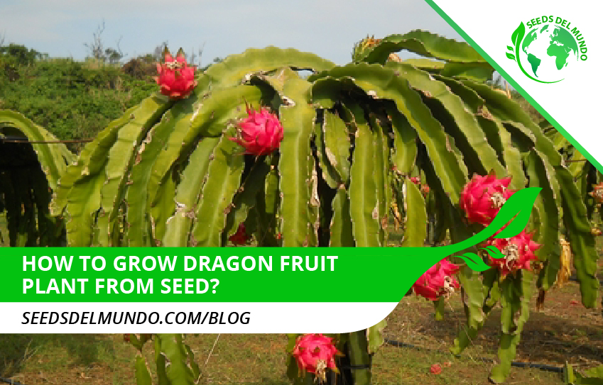 How To Grow Dragon Fruit From Seed