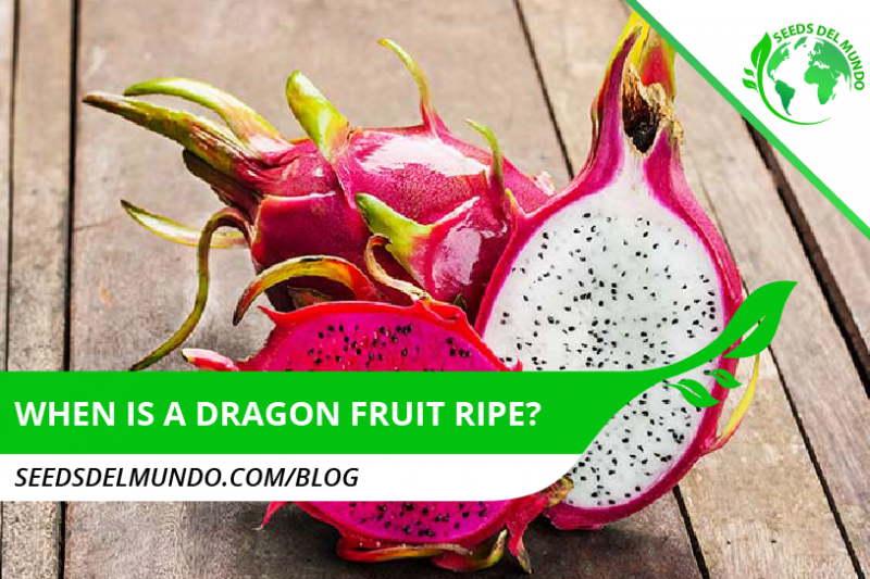 when is a dragon fruit ripe