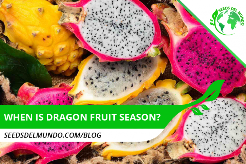 when is dragon fruit season