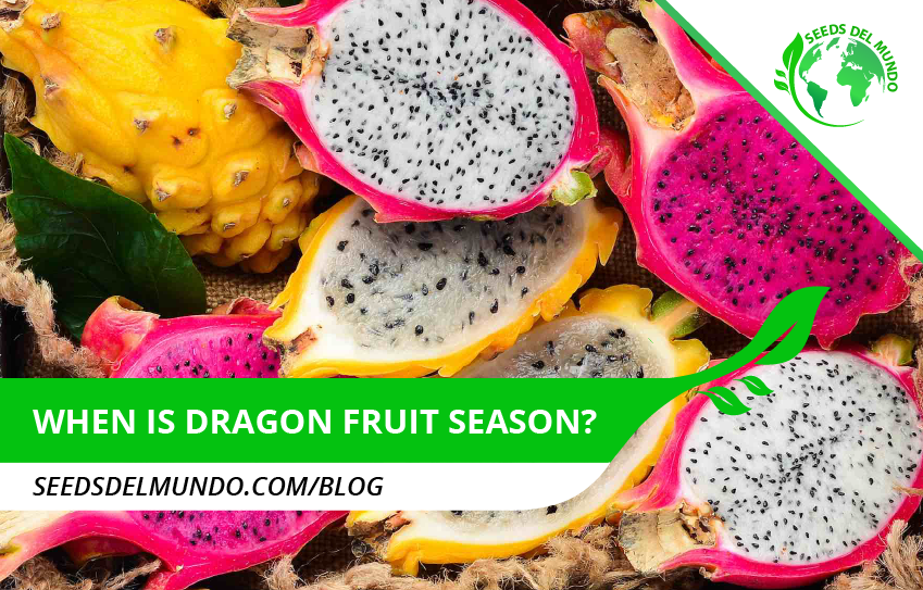 When is dragon fruit season? - Best time!