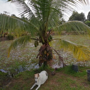 Cocos nucifera dwarfpalm (coconutpalm)