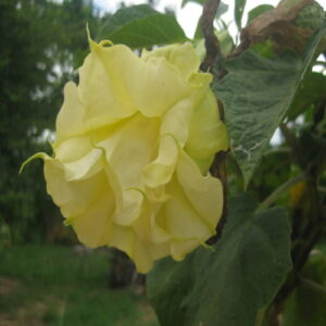 Datura Yellow Ballerina