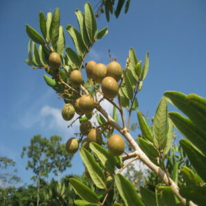 Dimocarpus Longan (Longan)