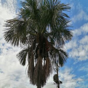 Mauritia flexuosa (Buriti)