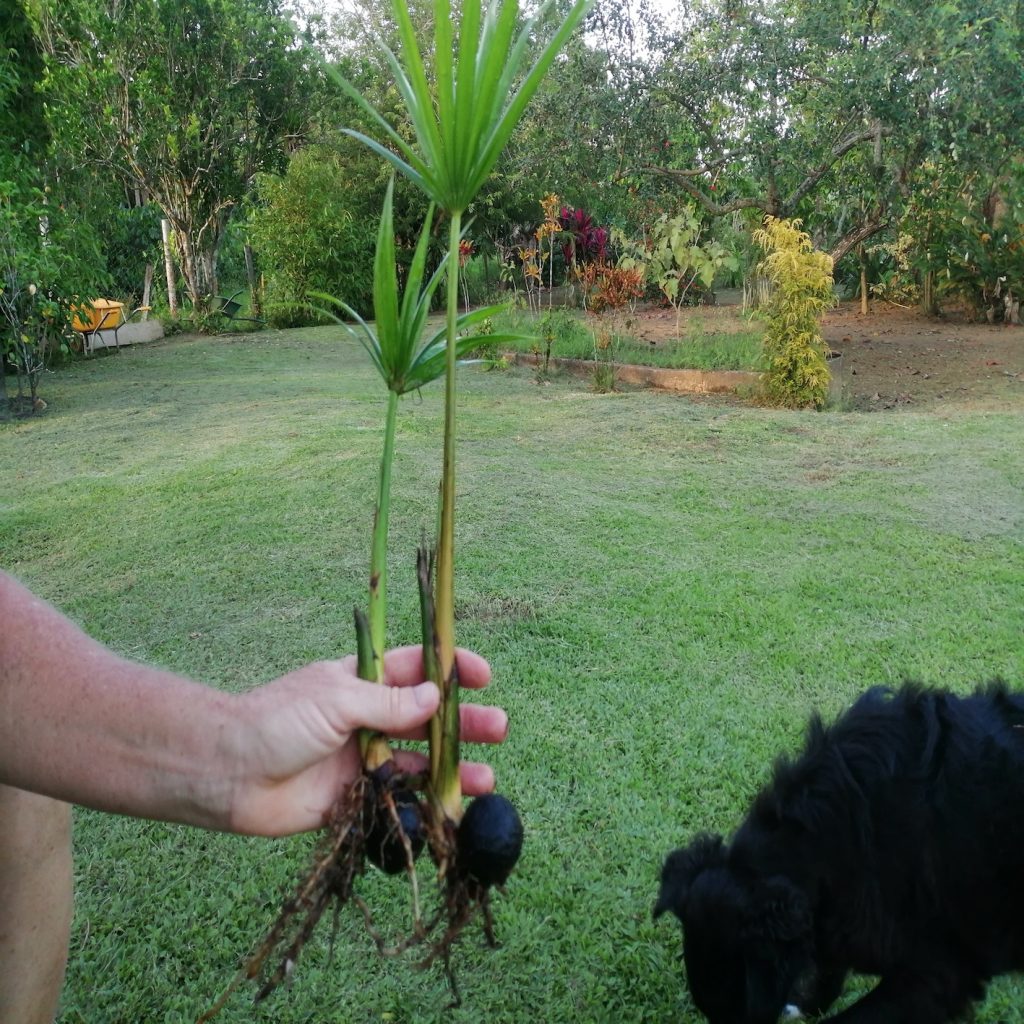 Mauritia flexuosa (Buriti) Fruits & Seeds Seeds Del Mundo