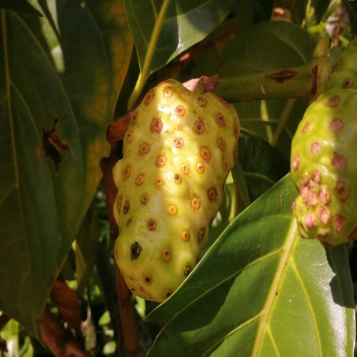 fruta del diablo 250 Semillas de Morinda citrifolia noni mora de la India Asklepios-seeds® guanábana cimarrona 