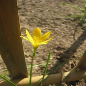 Sternbergia - yellow lilly