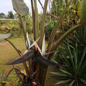 Strelitzia Nicolai