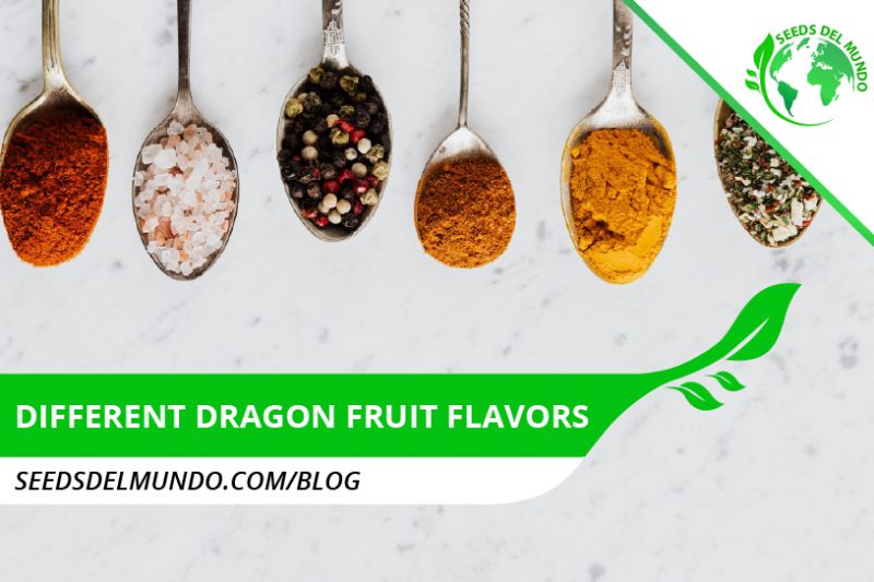different dragon fruit flavors