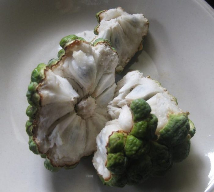 Annona cherimoya (Custardappel)