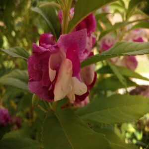 Impatiens walleriana purple:white