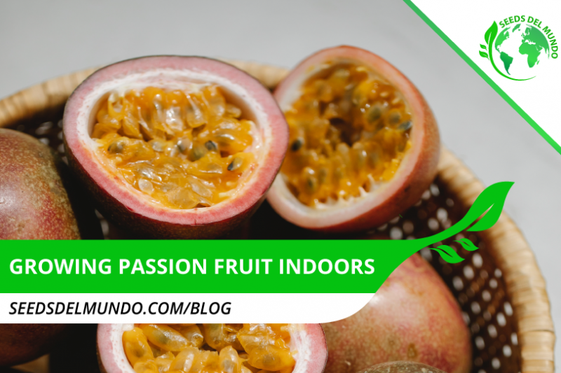 growing-passion-fruit-indoors