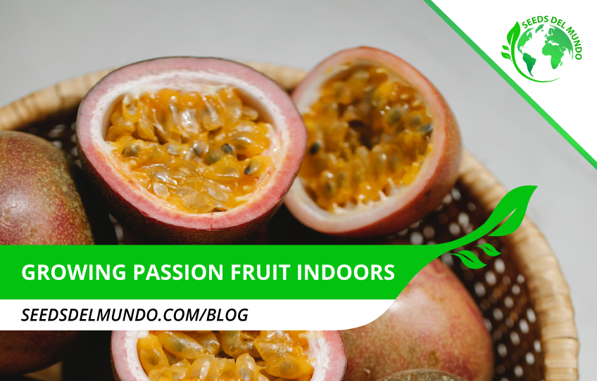 Growing passion fruit indoors Tips! Seeds Del Mundo