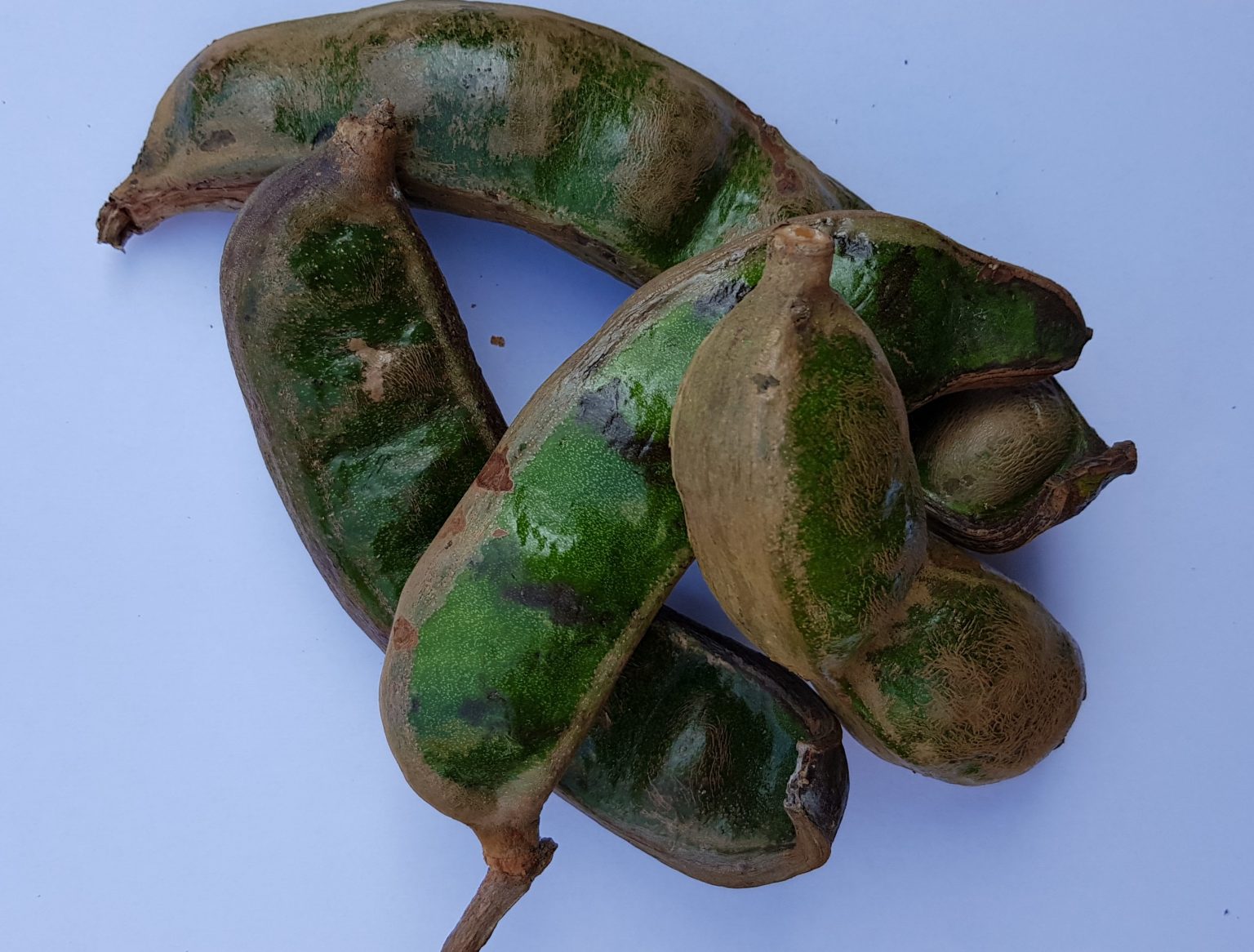 Inga spectabilis (Machete Ice Cream Bean) Seeds Del Mundo