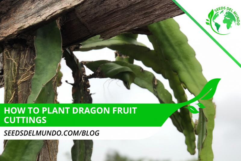 how-to-plant-dragon-fruit-cuttings