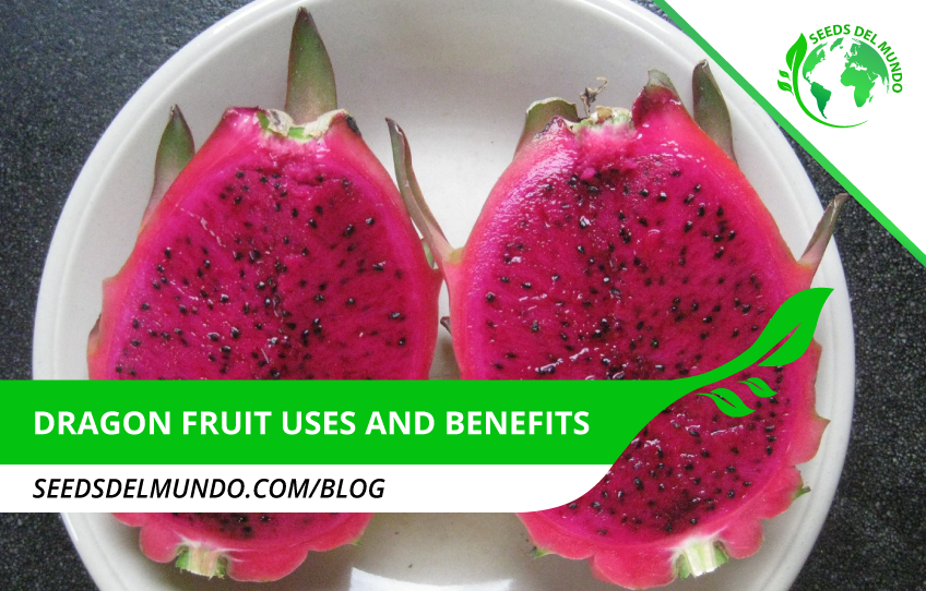 Dragon fruit uses and benefits | Seeds Del Mundo
