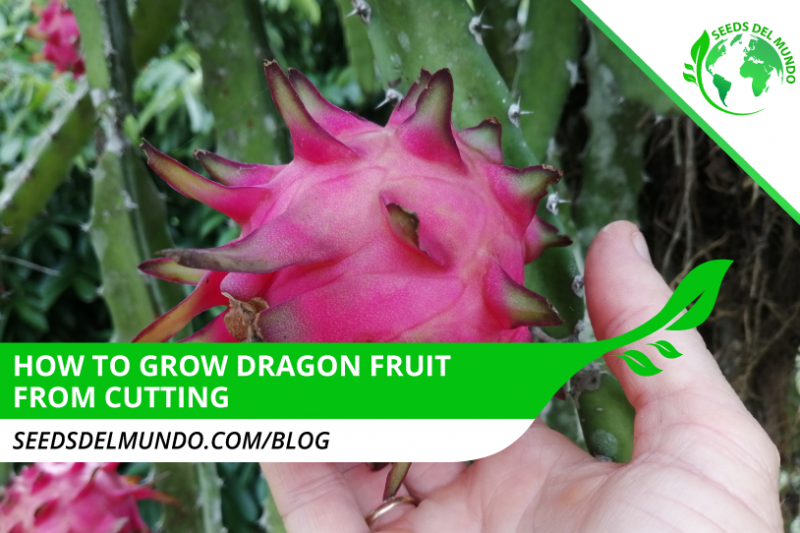 how-to-grow-dragon-fruit-from-cutting!