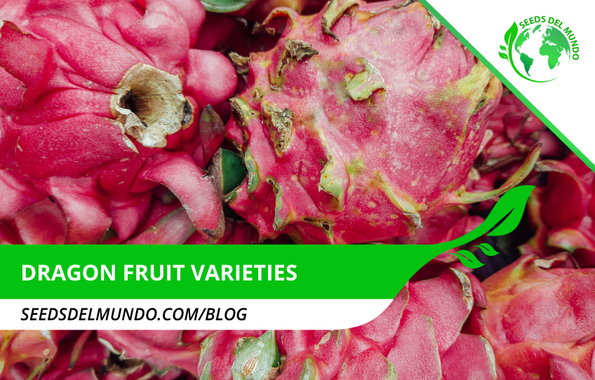 dragon-fruit-varieties