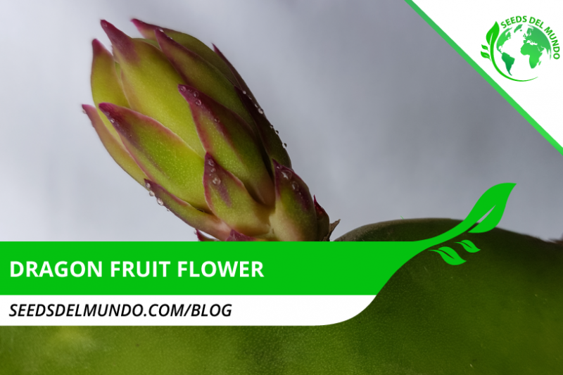 Dragon-fruit-flower