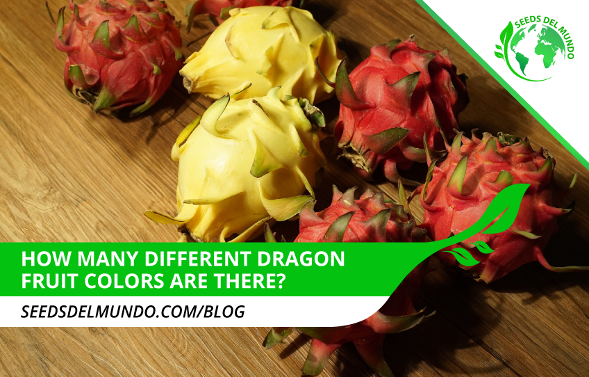 How-many-different-dragon-fruit-colors-are-there--
