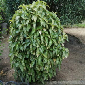 Sanchezia-speciosa-plant