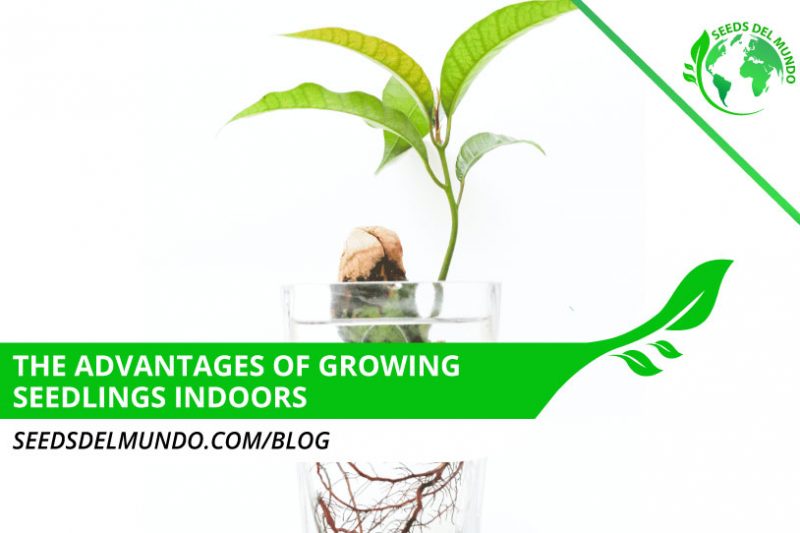 Advantages-growing-seedlings-indoors