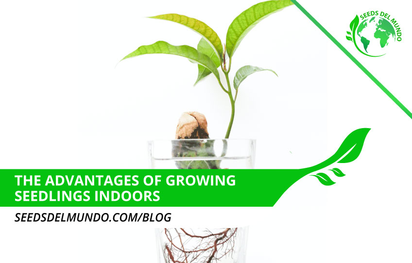 Advantages-growing-seedlings-indoors