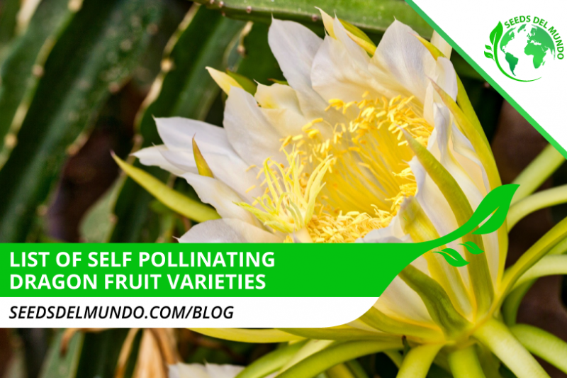 self-pollinating-dragon-fruit-varieties