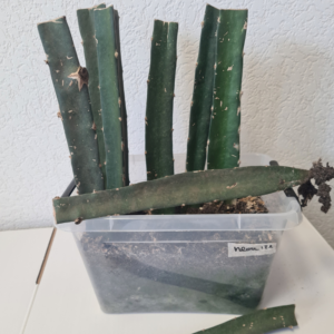 Neon Cuttings