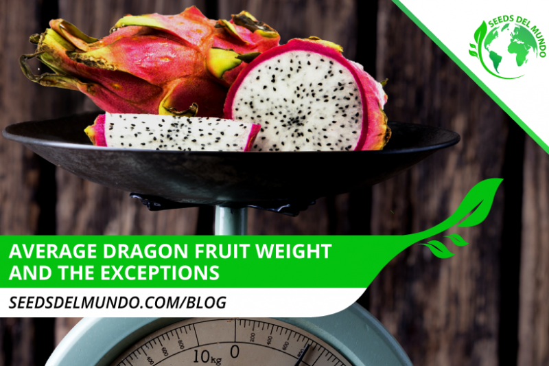 Average-Dragon-Fruit-Weight