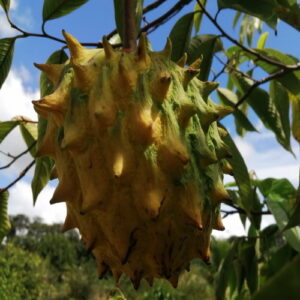 Annona (Rollinia) deliciosa (Giant Rollinia)