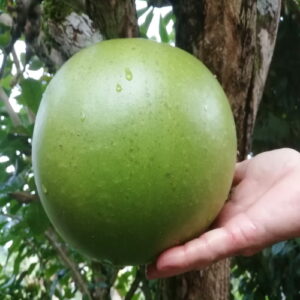 Crescentia cujete (Calabash tree)