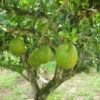 Crescentia cujete (Calabash tree) fruits