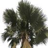 Bismarckia-Nobilis-palm.