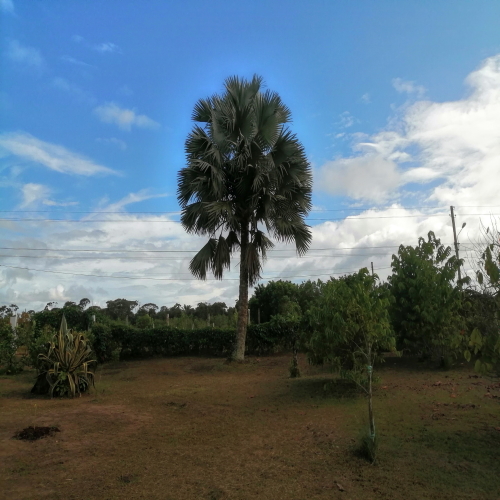 Bismarckia nobilis (Bismarck palm) Seeds Del Mundo