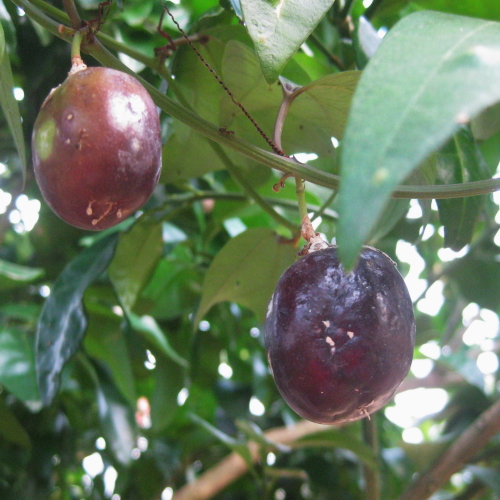 Passiflora vespertilio