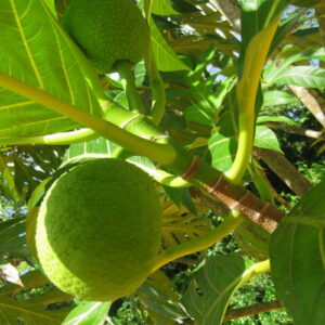 Artocarpus Altilis (Broodvrucht)