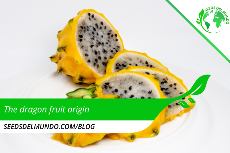 dragon-fruit-origin