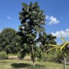 Pometia Pinnata tree- Seeds Del Mundo