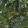 Pometia Pinnata tropical fruit flower - Seeds Del Mundo